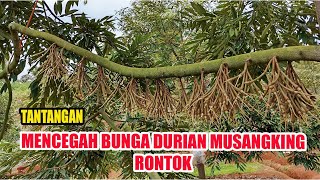 Update 10 hari Setelah Polinasi Bunga Durian Musangking [upl. by Rednasxela]