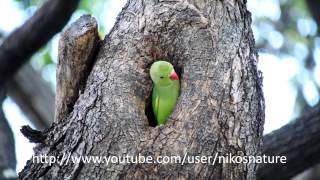 Nestling Roseringed parakeets ready to leave their nest [upl. by Eladal161]