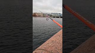 стритфишинг fishing 2024 fish санктпетербург клюет рыбалка дропшот отводнойповодок [upl. by Figge730]