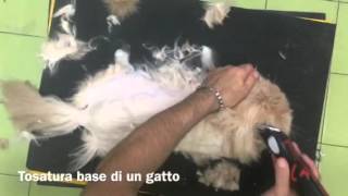 Tosatura base di un gatto [upl. by Flori731]