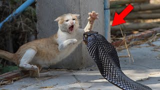 When cats encounter wild animals [upl. by Irej248]