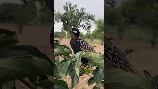 Black Francolin voice birds partridgevoice animals bird blackfrancolin wildlife [upl. by Lletram226]