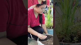 Bandeya Rey Bandeya trending shots gardening viral Bhagwati [upl. by Noli904]