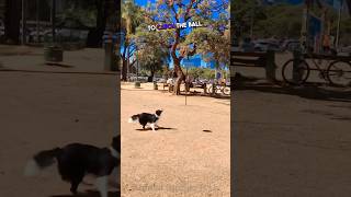 Border Collie Dominate at Volleyball 🌟 [upl. by Myrvyn]