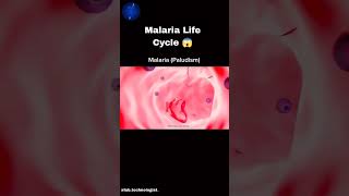 malaria life cycle malaria bacteria [upl. by Iharas]