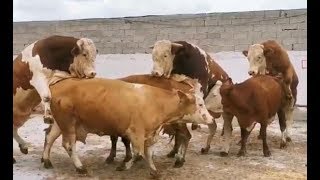 Bulls amp Cows Best Farming  New Bulls Meet Cows First Time 01 [upl. by Kerns730]