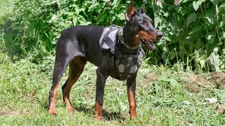 Owning a Doberman Pinscher Restrictions amp Regulations Explained [upl. by Harrat]