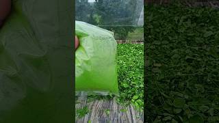 Moringa powder available for sale 9481107524 [upl. by Ttocs]