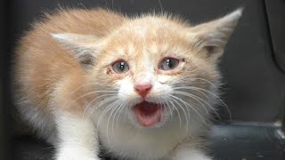 Tiny Kittens Meowing Compilation  Sounds to Attract Cats [upl. by Rehportsirhc937]