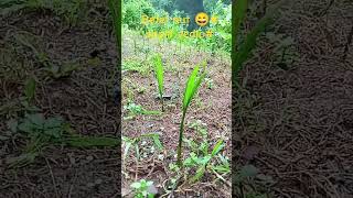 betel nut short vedio  😄 betel nut plantation mini gardening🌱 [upl. by Kiley]