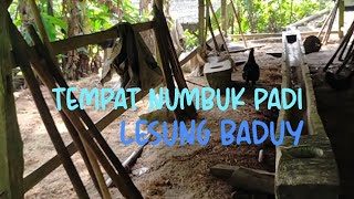 GOTONG ROYONG BIKIN LESUNG ATAU TEMPAT NUMBUK PADI ORANG BADUY sukubaduy baduyluar viral aajago [upl. by Cacilia248]