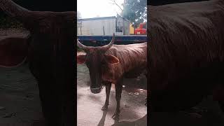 La VACA 🐮 LODOSA 🇭🇳 [upl. by Aihsemat]