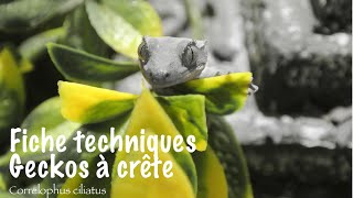 Fiche technique Geckos a Crête [upl. by Delmar]