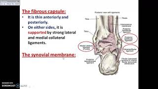 The Ankle Joint  Dr Ahmed Farid [upl. by Bamberger553]