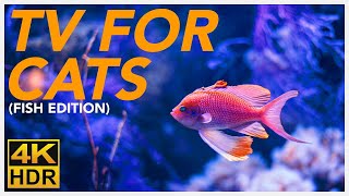 TV FOR CATS 📺  20 Hours of Underwater Fish Videos for Cats BIRD TV 4K [upl. by Sabelle918]