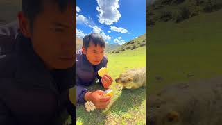 Cute Wild animal bobak marmot or prairie dog eating cookies yummy 40 [upl. by Nwaf]