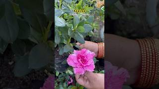 Best Winter Blooms to Brighten Up Your Garden short yt shortsvideo garden [upl. by Davilman]