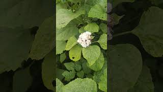 glorybower bagflower and bleedingheart Clerodendrum philippinum [upl. by Saphra746]