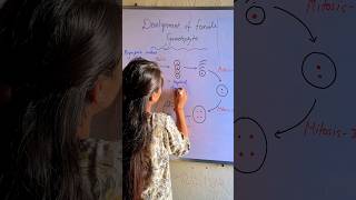 Development of female Gametophyte  Embryo sac embryos shorts biologybitesbylaxmi [upl. by Poler]