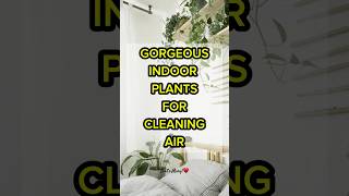 THE BEST INDOOR PLANTS FOR CLEANING AIR homedecor indoorplants ideas airpurifier shorts [upl. by Nedrud226]