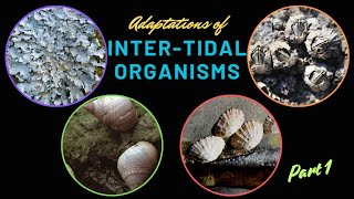 Intertidal organisms and their adaptations Part 1 [upl. by Ymmij]