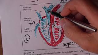 Cardiovascular System 3 Blood circulation [upl. by Siletotsira]