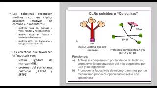 Receptores de reconocimiento de patrones Opsónicos y no Opsónicos [upl. by Khalid]