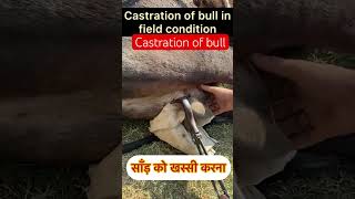 Castration of bull l dr Umar khan [upl. by Oilerua]