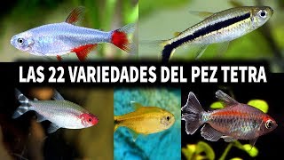 LAS 22 VARIEDADES DEL PEZ TETRA  PEZ TETRA  AcuariosLP [upl. by Craggie38]