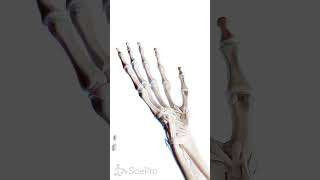 🤚 The Hand A Masterpiece of Anatomy 🤚 anatomy [upl. by Llejk]