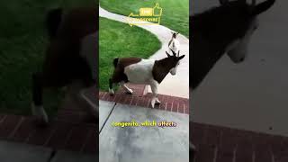 Myotonia Congenita  The Fainting goat [upl. by Sissie]