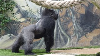 Gorille en colère  Euro vs Kishum  Espace zoologique de St Martin la Plaine Loire France [upl. by Ailimat]