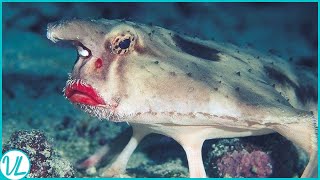 Walking Fish In Ocean  The Red Lipped Batfish [upl. by Haroun]