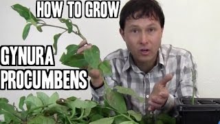 How to Grow Gynura Procumbens Medicinal Herb [upl. by Dido]