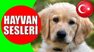 Hayvanlar ve Hayvan Sesleri  Çocuklar ve Bebekler için Türkçe Okul Öncesi Eğitici Video [upl. by Arahsit]