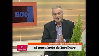 Pinos lemon todos los cuidados que debemos tener [upl. by Zenger]