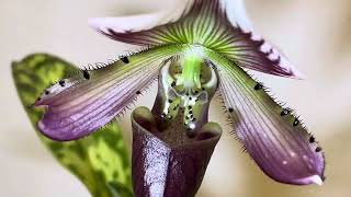 Paphiopedilum callosum flowering [upl. by Aelat698]