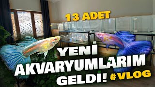 AKVARYUM ODASI PETSHOP YENİLENDİ akvaryum akvaryumbalıkları lepistes fishtank aquarium [upl. by Iinden]