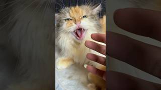 Mother cat is angry because she is protecting her kittens cat kitten cutecat catlover [upl. by Llehsim]