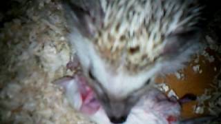 Hedgehogs 048 Hunted mice Viewer warning this is not for easy offended [upl. by Cacilie89]