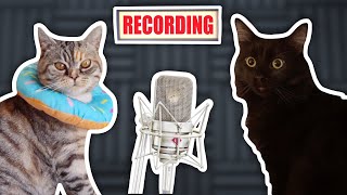 Updating the Cats Theme Song [upl. by Eulau]