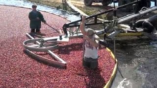 ONLINE EXTRA Cranberry harvesting 2 [upl. by Lekym]