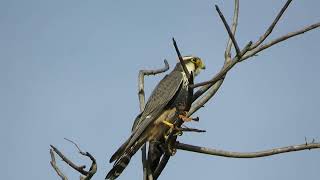 Aplomado Falcon Falco femoralis [upl. by Tezil]