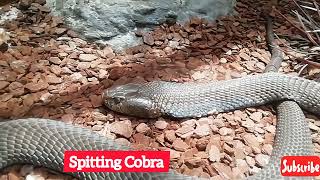 Spitting Cobra Looking For delicious Breakfast [upl. by Tierell705]