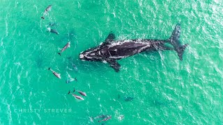 Southern Right whales with calves [upl. by Linker872]