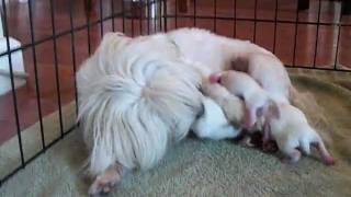 Ginger Helping deliver Maltese Puppies  Female Puppy being born Maltese Puppies being Whelped [upl. by Kipp]