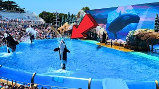 Orca Encounter SeaWorld San Diego California Full Show 2024 [upl. by Einahpit187]