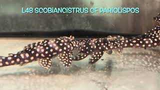 L48 Scobiancistrus cf pariolispos [upl. by Yessak]