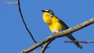 Yellowbreasted Chat Evening Song  Cuba Marsh 05262021 [upl. by Berton]