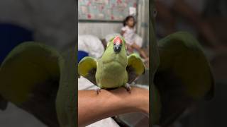 Mithu ka gussa parrot parrotlover parrottalking viral talkingparrot birds mithu ytshorts [upl. by Claudette695]